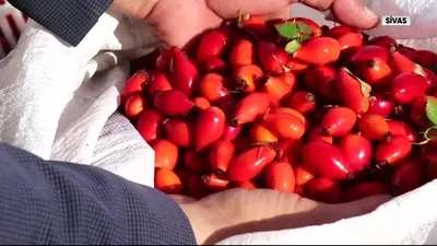 Toplaması zahmetli yemesi lezzetli