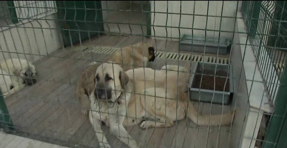 muge-anli-ile-tatli-sert