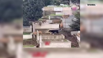 ‘Başıboş köpek’ isyanı