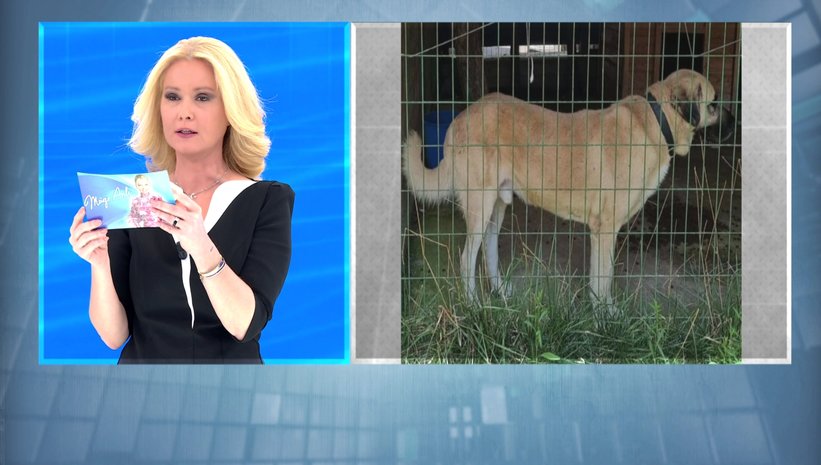 muge-anli-ile-tatli-sert