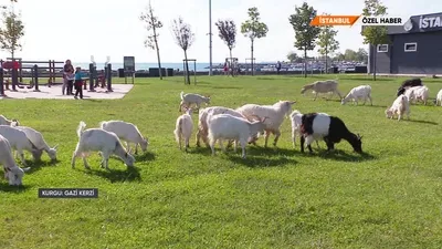 Özel Haber - Caddebostan’ın keçileri