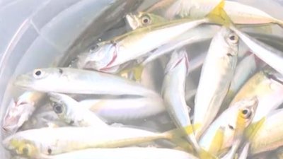 Vejeteryanım deyip denize döktü