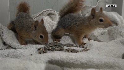 Yavru sincaplara bebek gibi bakıyor