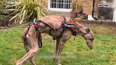 Talihsiz köpek felci yendi