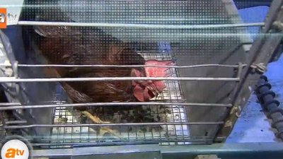 Hormonlu tavuk hormonları bozuyor