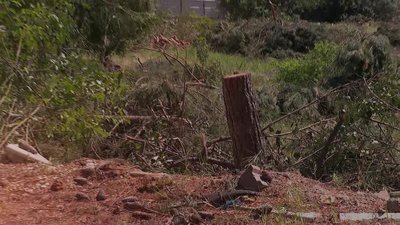 ÖZEL HABER - Dönüşüm bahanesiyle ağaç katliamı