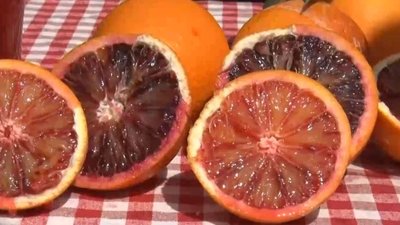 Mersin’in kan portakalı tadı ve rengiyle büyülüyor