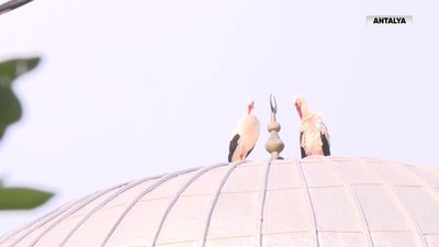 Dikmen Köyü’nün ‘Yaren’leri