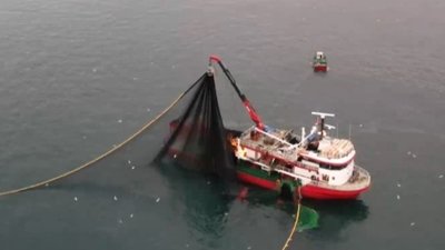 Ağ atıldı, balıklar tutuldu.