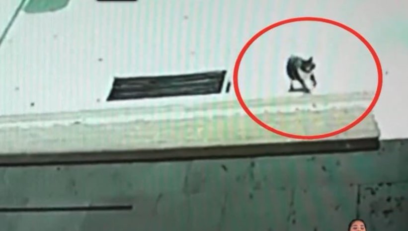 Hamile kedi hastaneye doğuma geldi videosunu izle | Son Dakika Haberleri