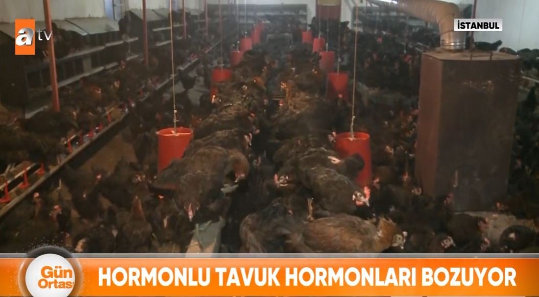 Hormonlu tavuk hormonları bozuyor