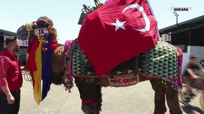 Pazarın gözdesi develer oldu
