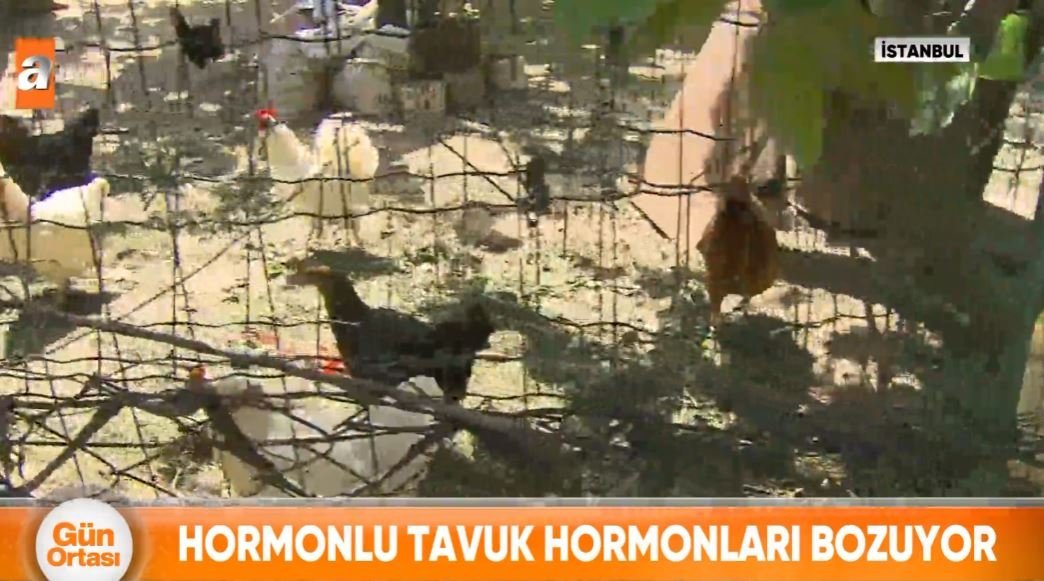 Hormonlu tavuk hormonları bozuyor