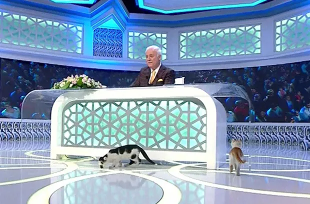 Canlı yayını kediler ziyaret etti!