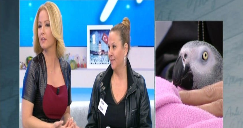 Müge Anlı bu kez kayıp olan papağını buldu
