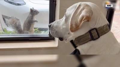 Sincap ile köpeğin müthiş dostluğu